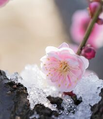 梅花图片，雪中盛开的唯美梅花摄影图片组图3