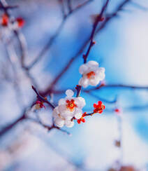 梅花图片，雪中盛开的唯美梅花摄影图片组图1