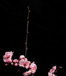 梅花图片，雪中盛开的唯美梅花摄影图片组图4