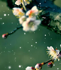 梅花图片，雪中盛开的唯美梅花摄影图片组图6