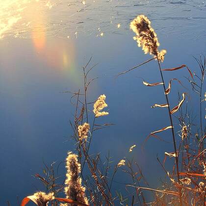 风景头像，生长在湖边的小清新芦苇景色头像图片