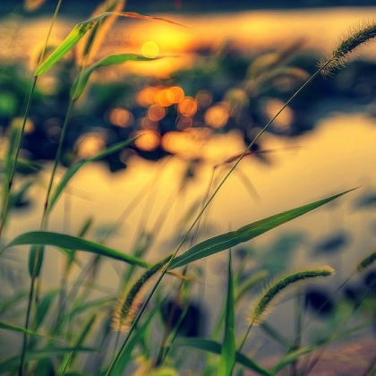 风景头像，生长在湖边的小清新芦苇景色头像图片