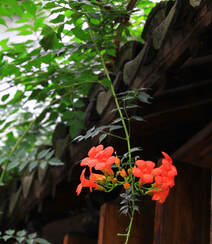 炮仗花，花朵累累成串，状如鞭炮的红色炮仗花图片组图3