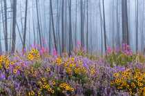 被大火摧残过的森林，重新长满遍地的鲜花唯美景色壁纸图片