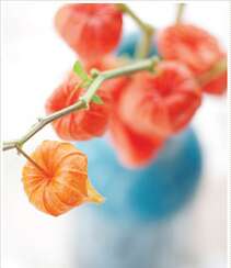 锦灯笼，果实很漂亮的茄科多年生草本锦灯笼美图组图3