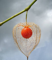 锦灯笼，果实很漂亮的茄科多年生草本锦灯笼美图组图5