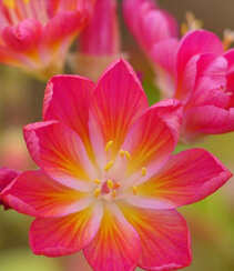 多种艳丽色彩，花开颜色各不同的露薇花图片组图9