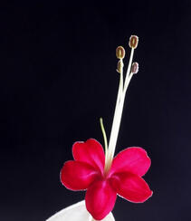 龙吐珠，吐完一颗又一颗的清新龙吐珠花朵图片组图1