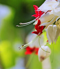 龙吐珠，吐完一颗又一颗的清新龙吐珠花朵图片组图6