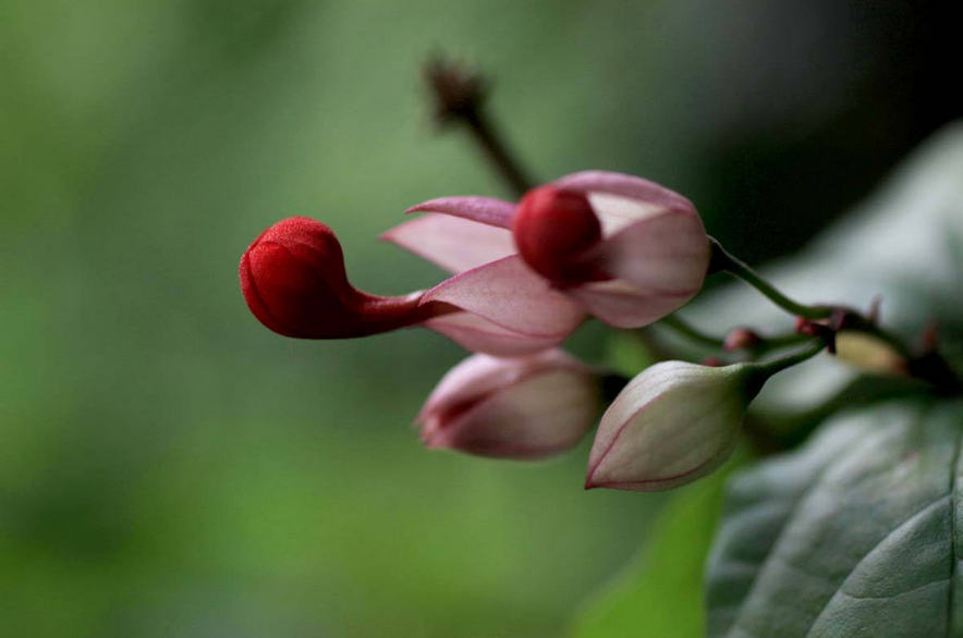 龙吐珠，吐完一颗又一颗的清新龙吐珠花朵图片图片