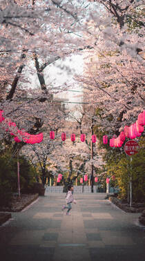 超级美的樱花大道高清手机壁纸