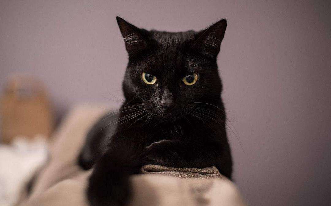 全身毛色乌黑，发亮的孟买猫（小黑豹）图片图片