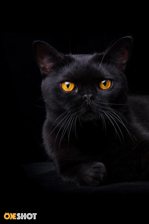 全身毛色乌黑，发亮的孟买猫（小黑豹）图片图片