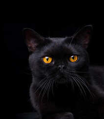 全身毛色乌黑，发亮的孟买猫（小黑豹）图片