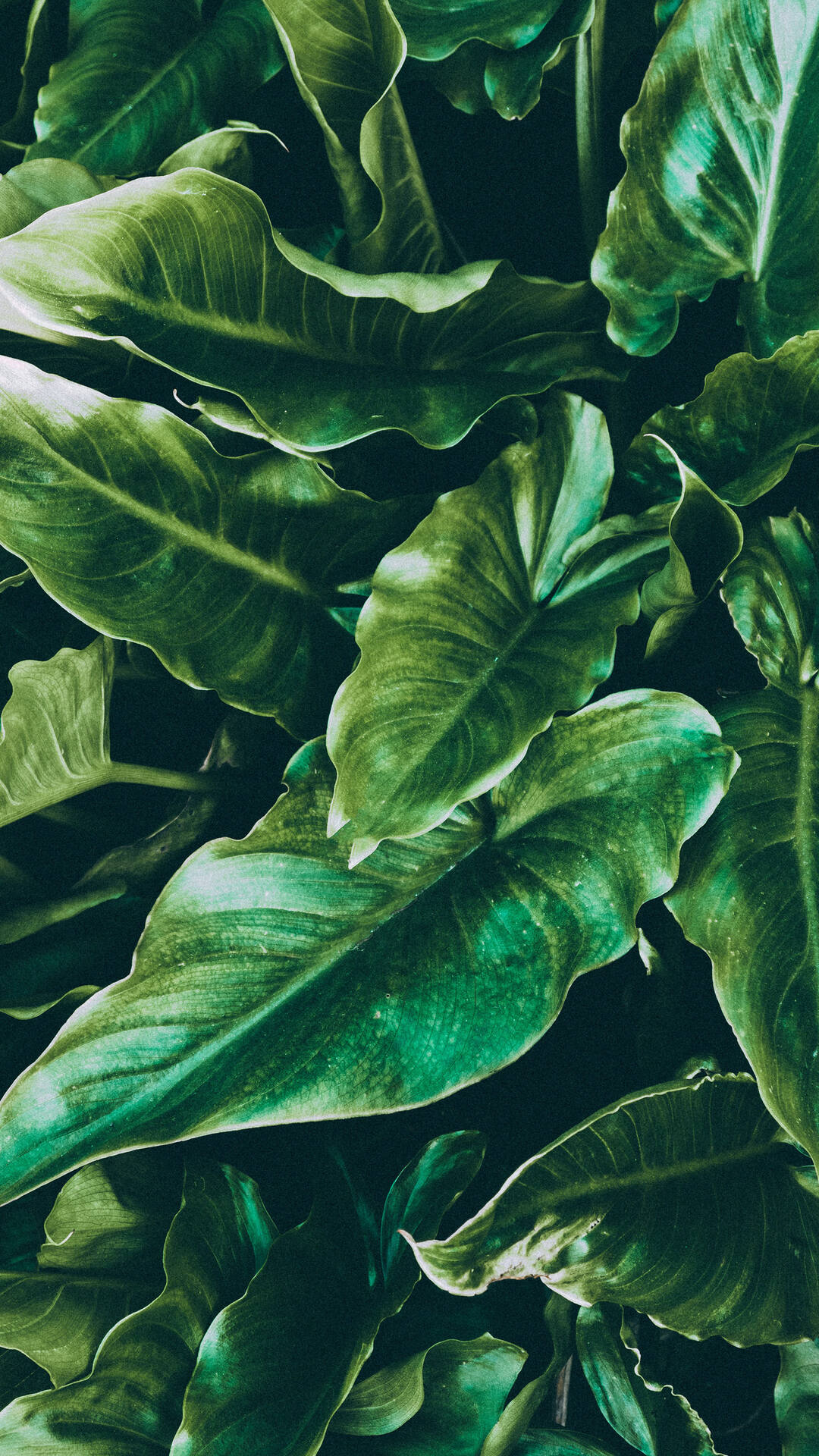 马蹄莲的绿叶高清绿色植物护眼手机壁纸套图2