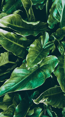 马蹄莲的绿叶高清绿色植物护眼手机壁纸组图2