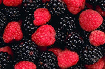 红黑七彩浆果摄影桌面壁纸，野生浆果健康美味！