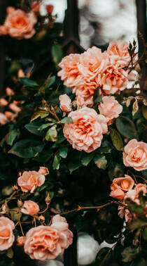 树枝上的橙色玫瑰花创意摄影手机壁纸