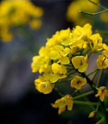 高清微距镜头下的金黄油菜花，及油菜花田图片组图5