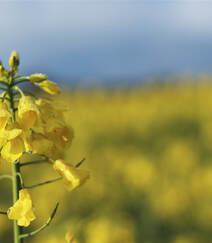 高清微距镜头下的金黄油菜花，及油菜花田图片组图6