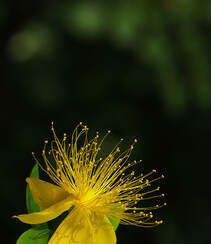 金丝桃图片，花叶秀丽，花冠如桃花的唯美金丝桃摄影美图组图10