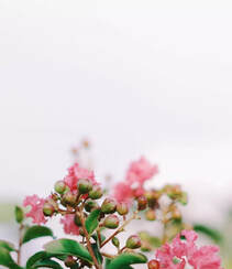 紫薇，花开6到9月的“百日红”紫薇花唯美摄影图片组图7