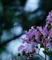 紫薇，花开6到9月的“百日红”紫薇花唯美摄影图片组图8