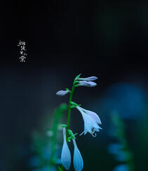 花苞似簪，色白如玉，清香宜人的唯美玉簪花摄影美图组图2