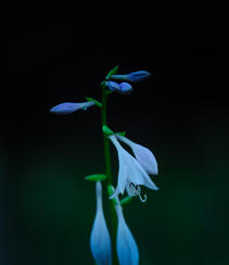 花苞似簪，色白如玉，清香宜人的唯美玉簪花摄影美图组图1