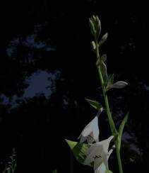 花苞似簪，色白如玉，清香宜人的唯美玉簪花摄影美图组图4