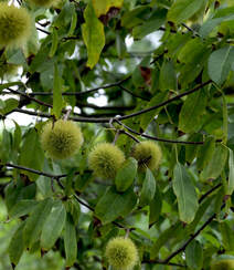 生长较快，树形美观，四季常青的乔木植物猴欢喜果实图片组图2