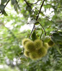 生长较快，树形美观，四季常青的乔木植物猴欢喜果实图片组图4
