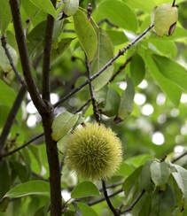 生长较快，树形美观，四季常青的乔木植物猴欢喜果实图片组图6