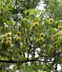 生长较快，树形美观，四季常青的乔木植物猴欢喜果实图片组图9
