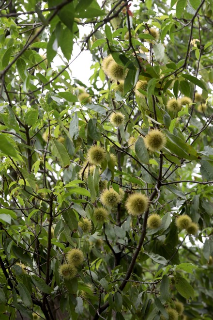生长较快，树形美观，四季常青的乔木植物猴欢喜果实图片图片