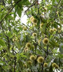 生长较快，树形美观，四季常青的乔木植物猴欢喜果实图片
