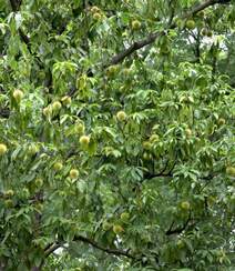 生长较快，树形美观，四季常青的乔木植物猴欢喜果实图片组图8
