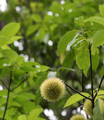 生长较快，树形美观，四季常青的乔木植物猴欢喜果实图片组图11