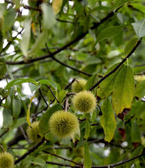生长较快，树形美观，四季常青的乔木植物猴欢喜果实图片组图12