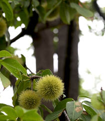 生长较快，树形美观，四季常青的乔木植物猴欢喜果实图片组图10