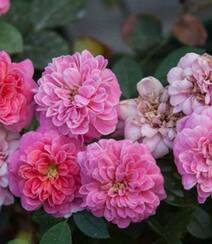 2002年美国培育的月季花，花瓣深粉红，中花朵，灌木月季宝藏图片组图8