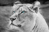 大型猫科动物雌性母狮高清桌面壁纸