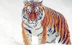 雪地里的猛兽“老虎”的高清桌面壁纸组图5