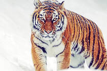 雪地里的猛兽“老虎”的高清桌面壁纸