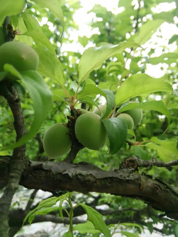 芒种时，夏降至，正是青梅煮酒时，清脆诱人的青梅果实图片图片