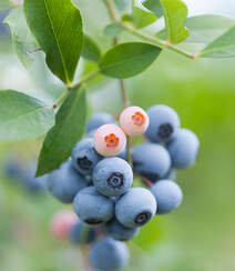 蓝莓，挂在枝头果实呈蓝色的美味浆果蓝莓图片