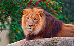 食肉动物雄性狮子的高清桌面壁纸，满头棕色毛发霸气侧漏组图2