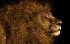 食肉动物雄性狮子的高清桌面壁纸，满头棕色毛发霸气侧漏组图3