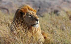 食肉动物雄性狮子的高清桌面壁纸，满头棕色毛发霸气侧漏组图13