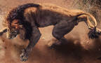 食肉动物雄性狮子的高清桌面壁纸，满头棕色毛发霸气侧漏组图11